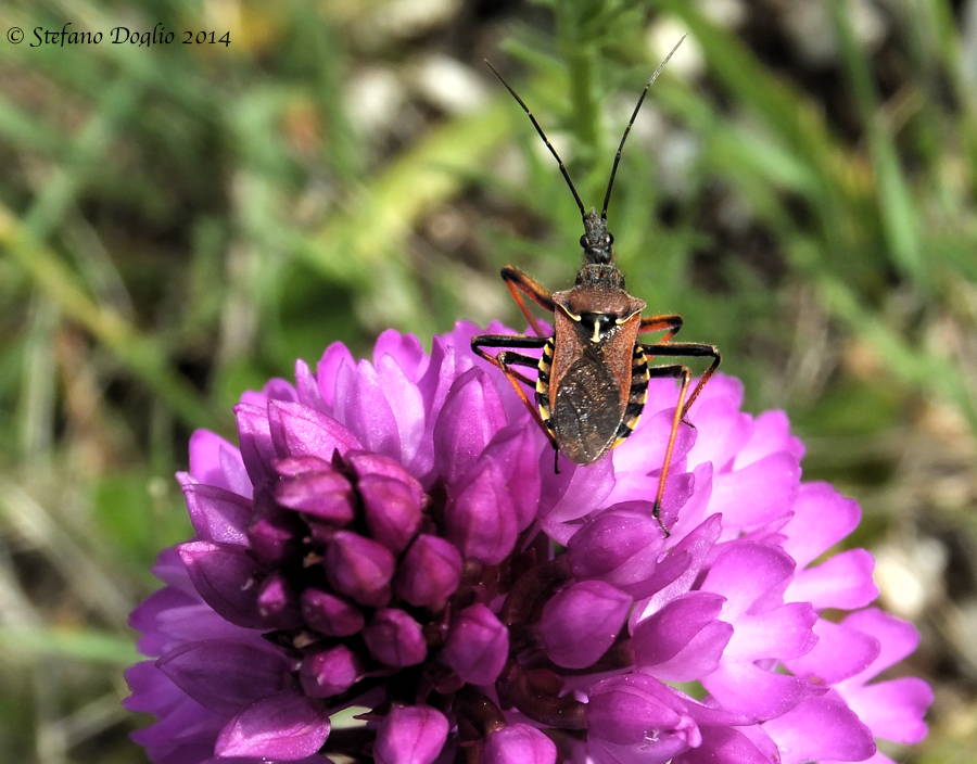 Rhynocoris erythropus dal Gargano
